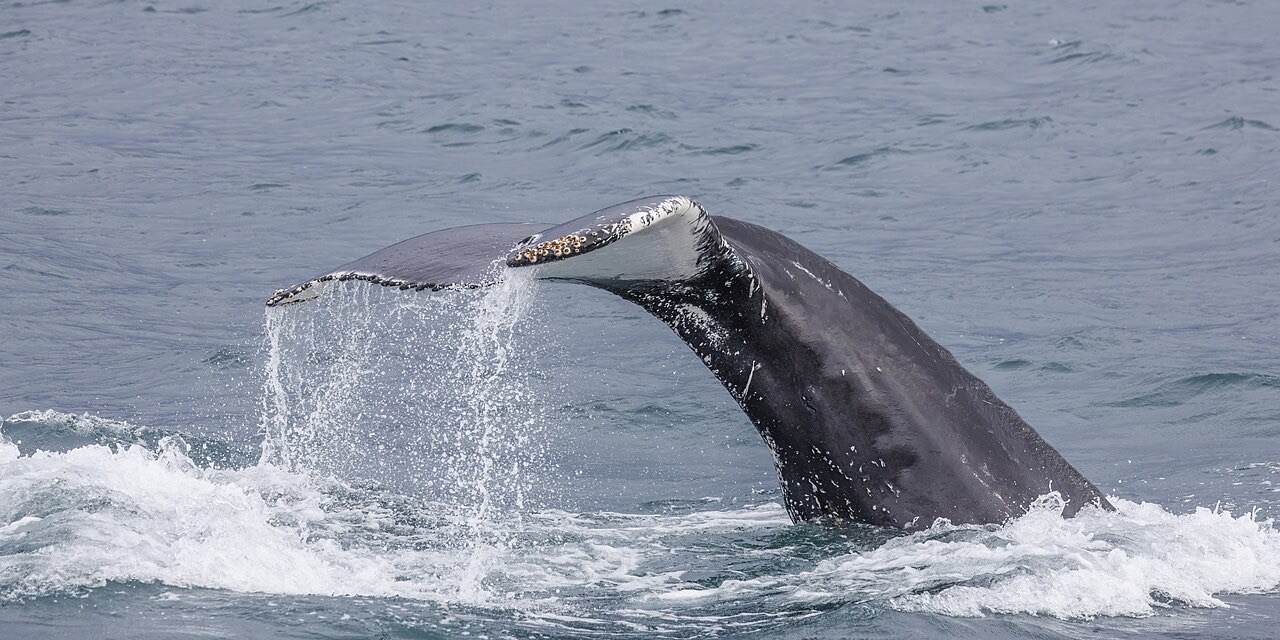 Humpback Whale