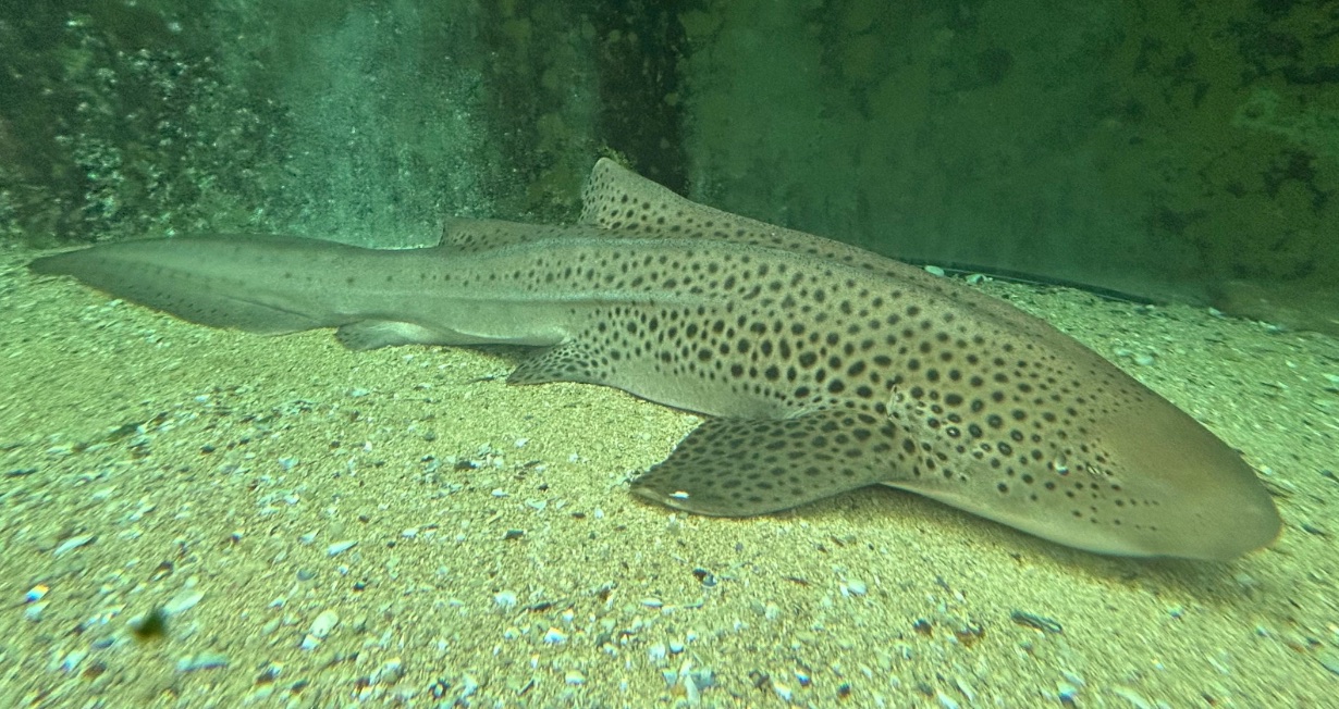 Leopard (Zebra) Shark