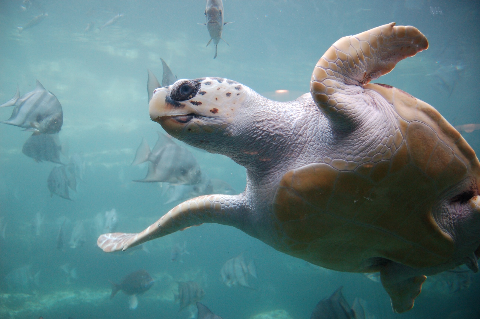 Loggerhead Turtle