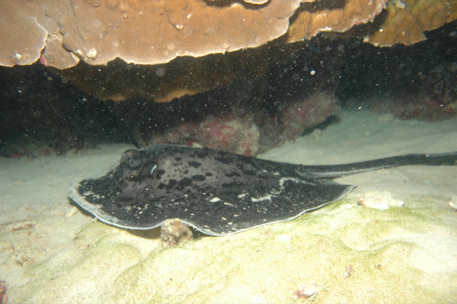 Marbled Ray