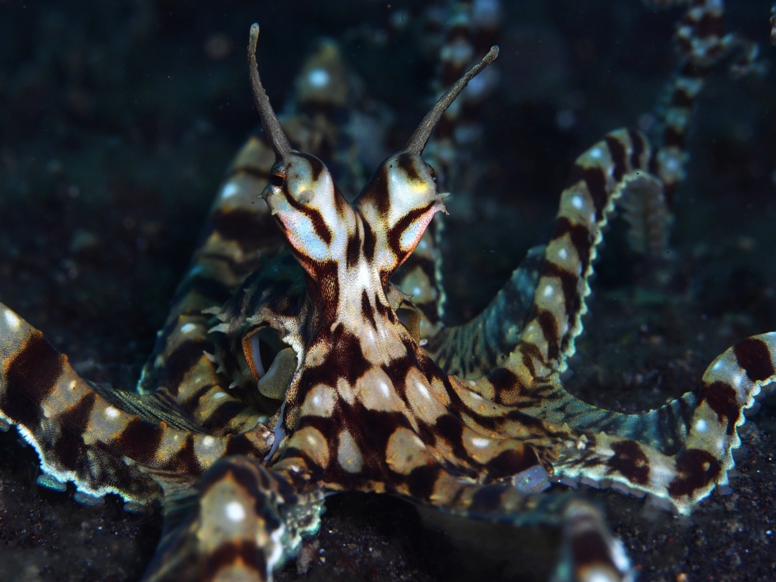 Mimic Octopus