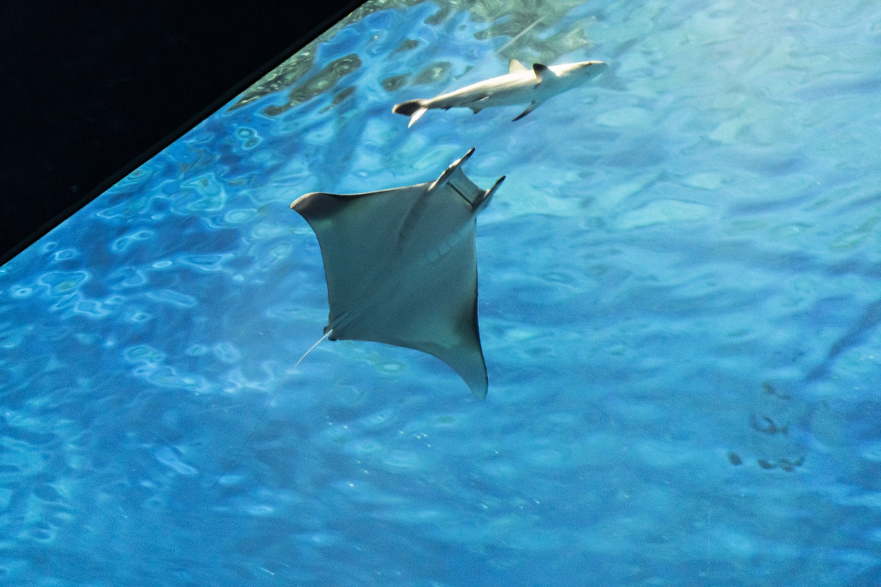 Mobula (Devil) Ray