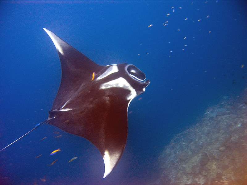 Oceanic Manta Ray