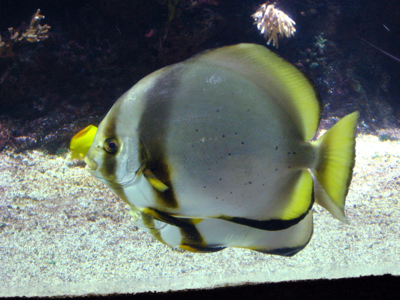 Pinnate Batfish