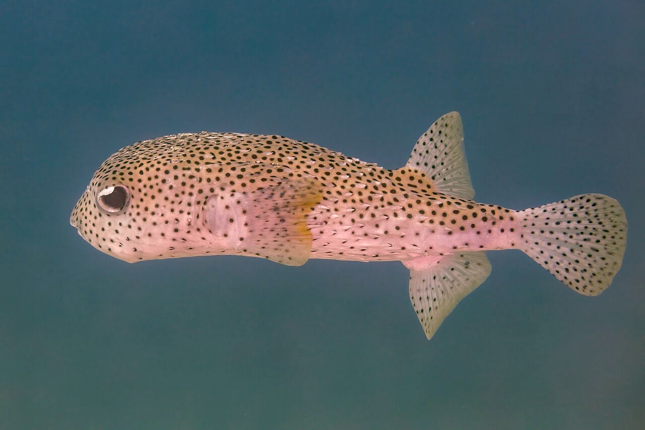 Porcupinefish