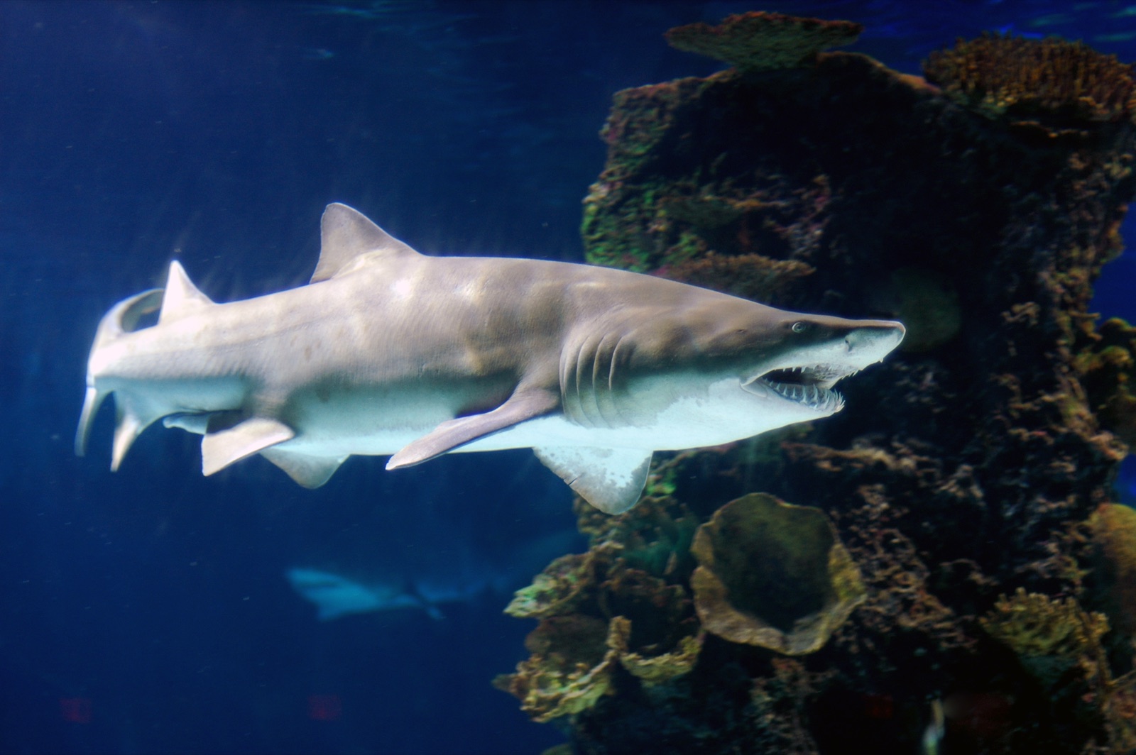 Sand Tiger (Ragged-Tooth) Shark