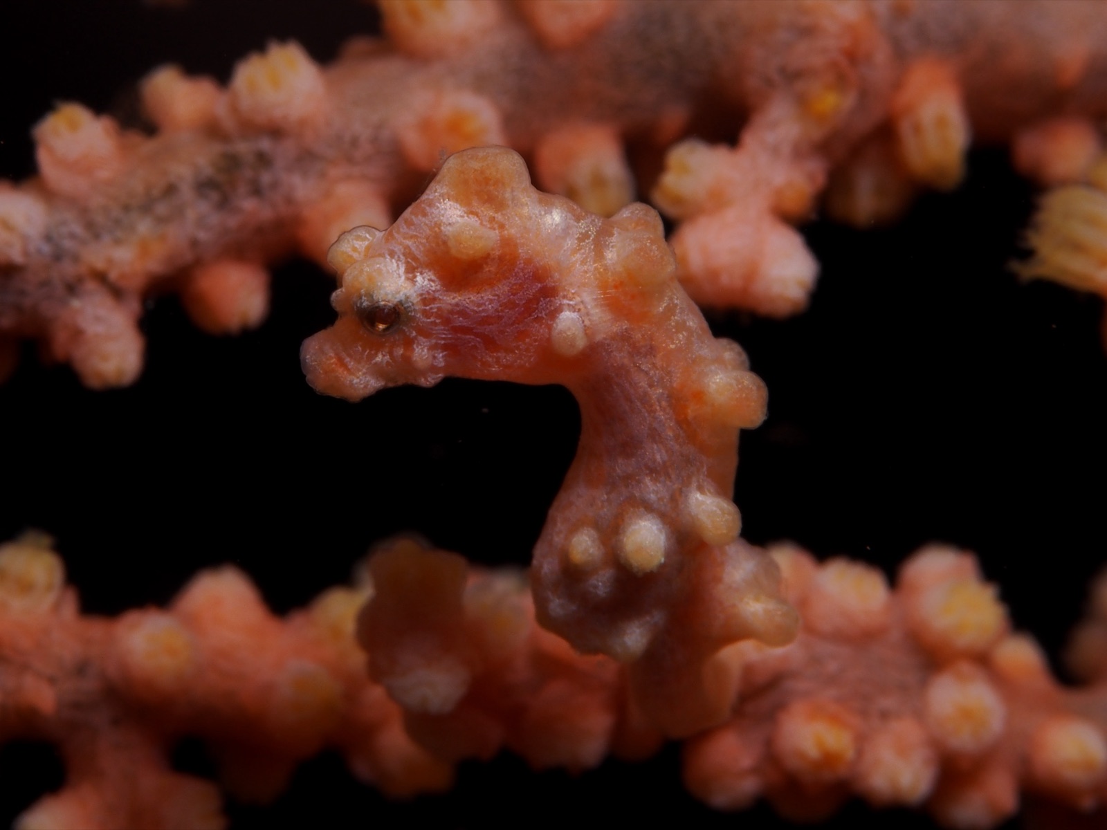 Seahorses