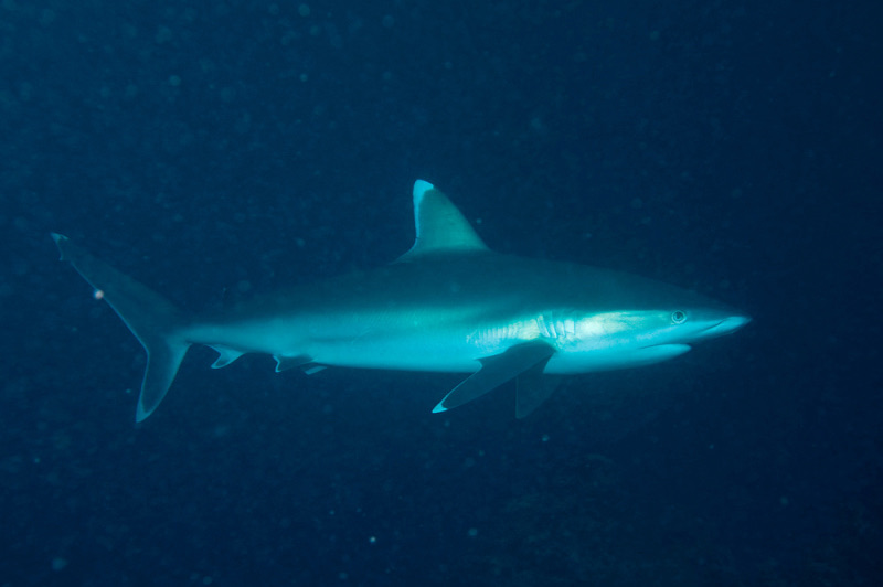 Silvertip Shark