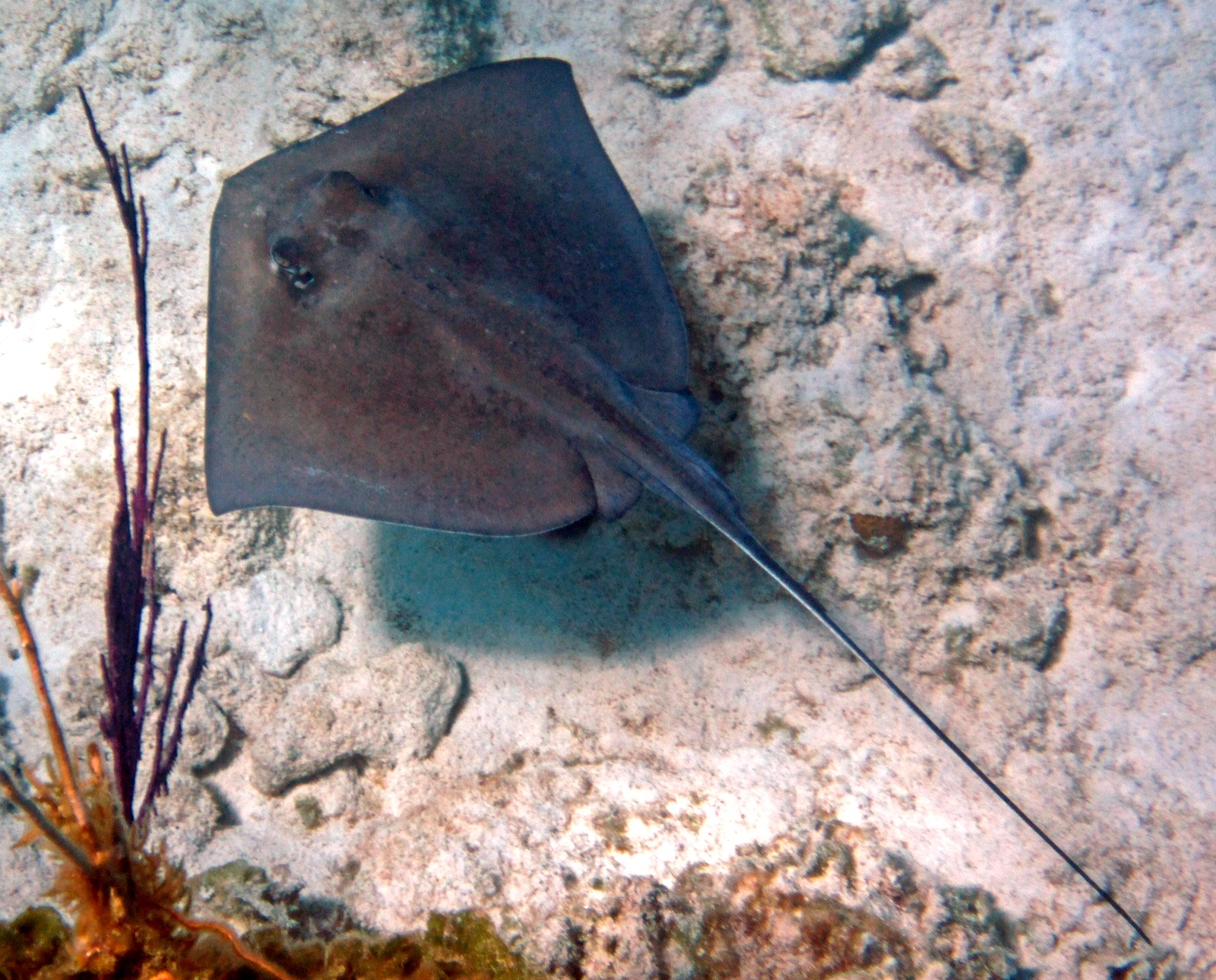 Southern Stingray