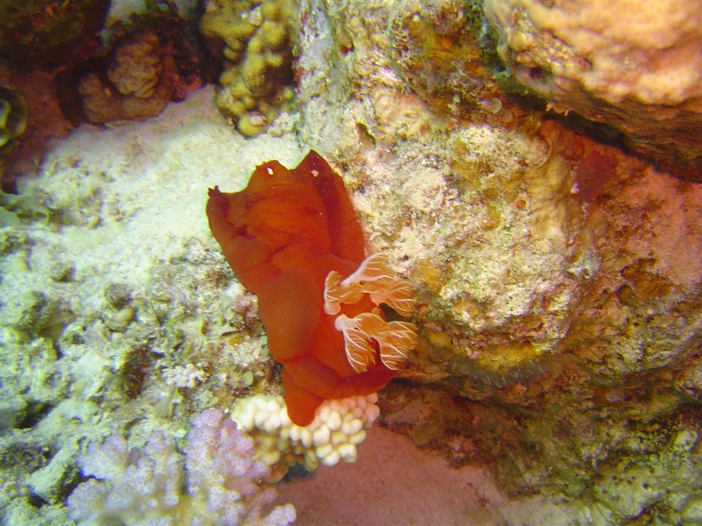 Spanish Dancer