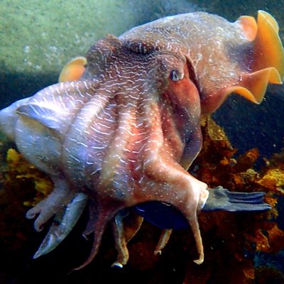 Australian Giant Cuttlefish
