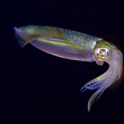 Bigfin Reef Squid