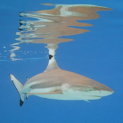 Blacktip Reef Shark