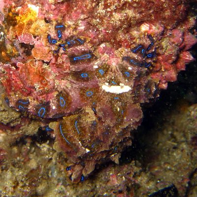 Blue-Ringed Octopus