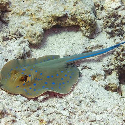 Blue-Spotted Ribbontail Ray