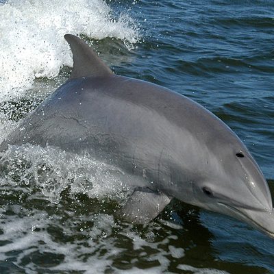 Bottlenose Dolphin