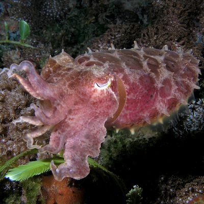 Broadclub Cuttlefish