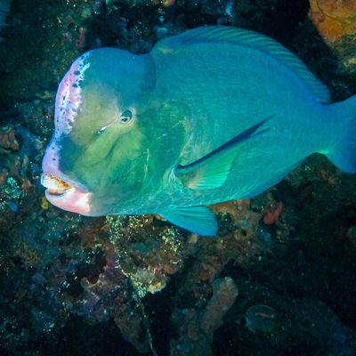Bumphead Parrotfish