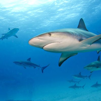 Caribbean Reef Shark