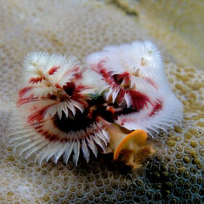 Christmas Tree Worm