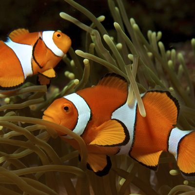 Clownfish & Anemonefish