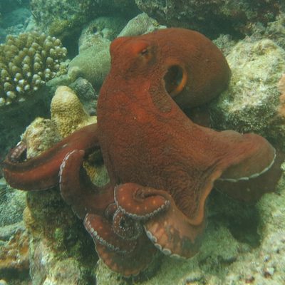 Common Reef (Day) Octopus