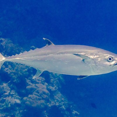 Dogtooth Tuna