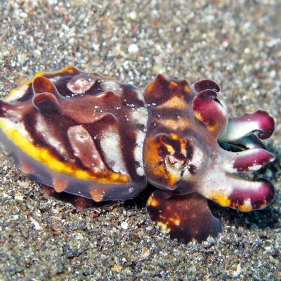 Flamboyant Cuttlefish