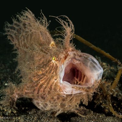 Frogfish