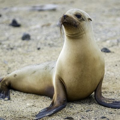 Galápagos Sea Lion