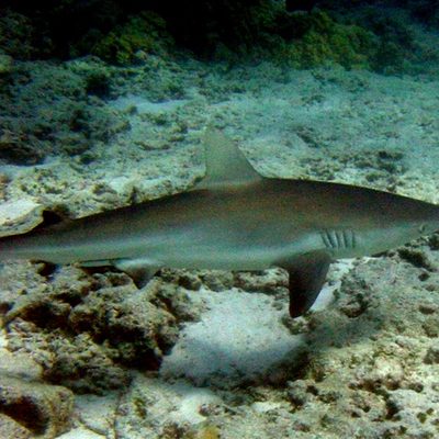 Galápagos Shark