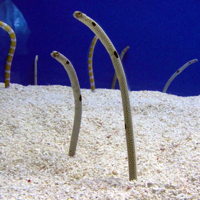 Garden Eel