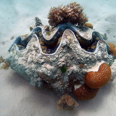 Giant Clam