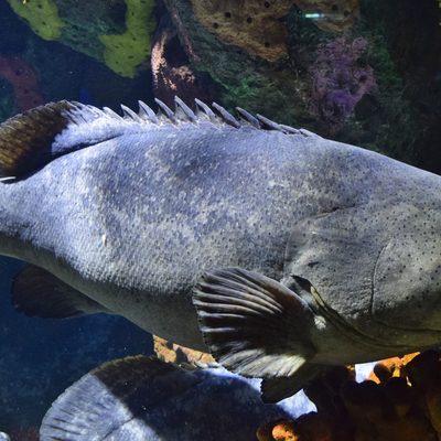 Giant Grouper