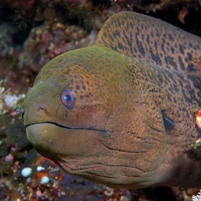 Giant Moray Eel