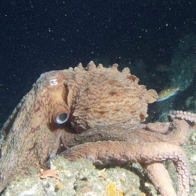 Giant Pacific Octopus