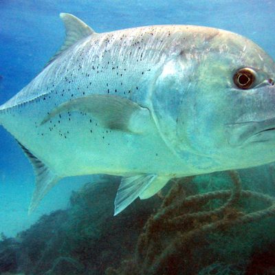 Giant Trevally