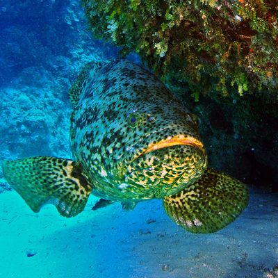 Atlantic Goliath Grouper