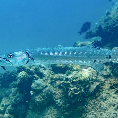 Great Barracuda