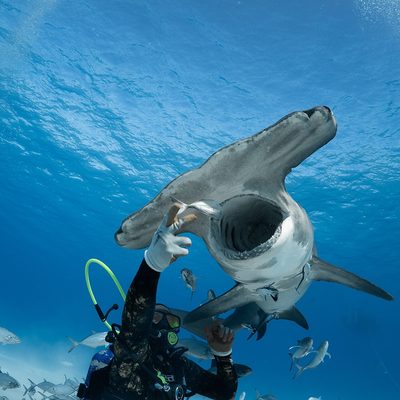 Great Hammerhead