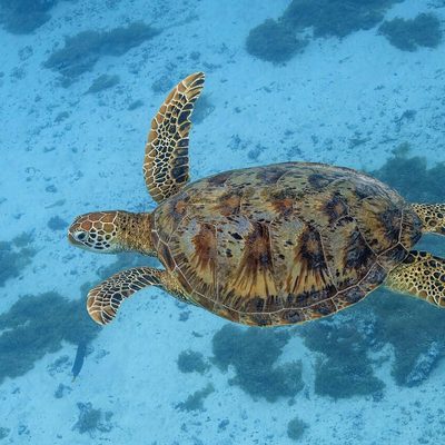 Green Sea Turtle