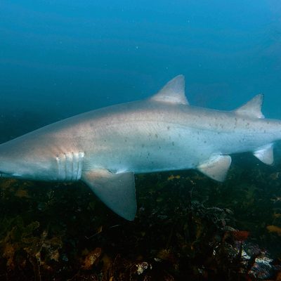 Grey Nurse Shark