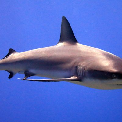 Grey Reef Shark