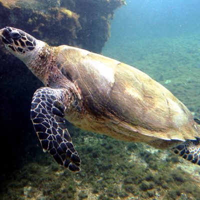 Hawksbill Turtle