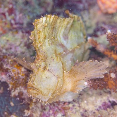 Leaf Scorpionfish