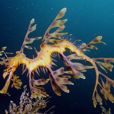 Leafy Seadragon
