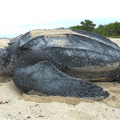 Leatherback Turtle
