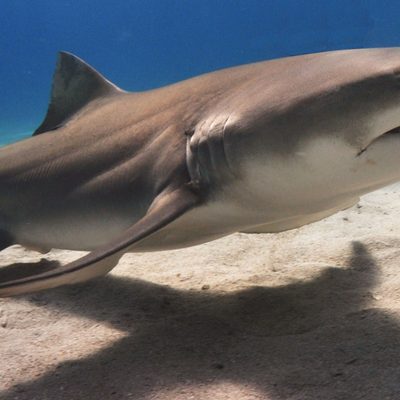 Lemon Shark