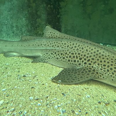 Leopard (Zebra) Shark