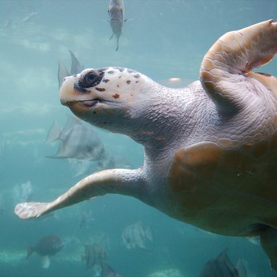 Loggerhead Turtle